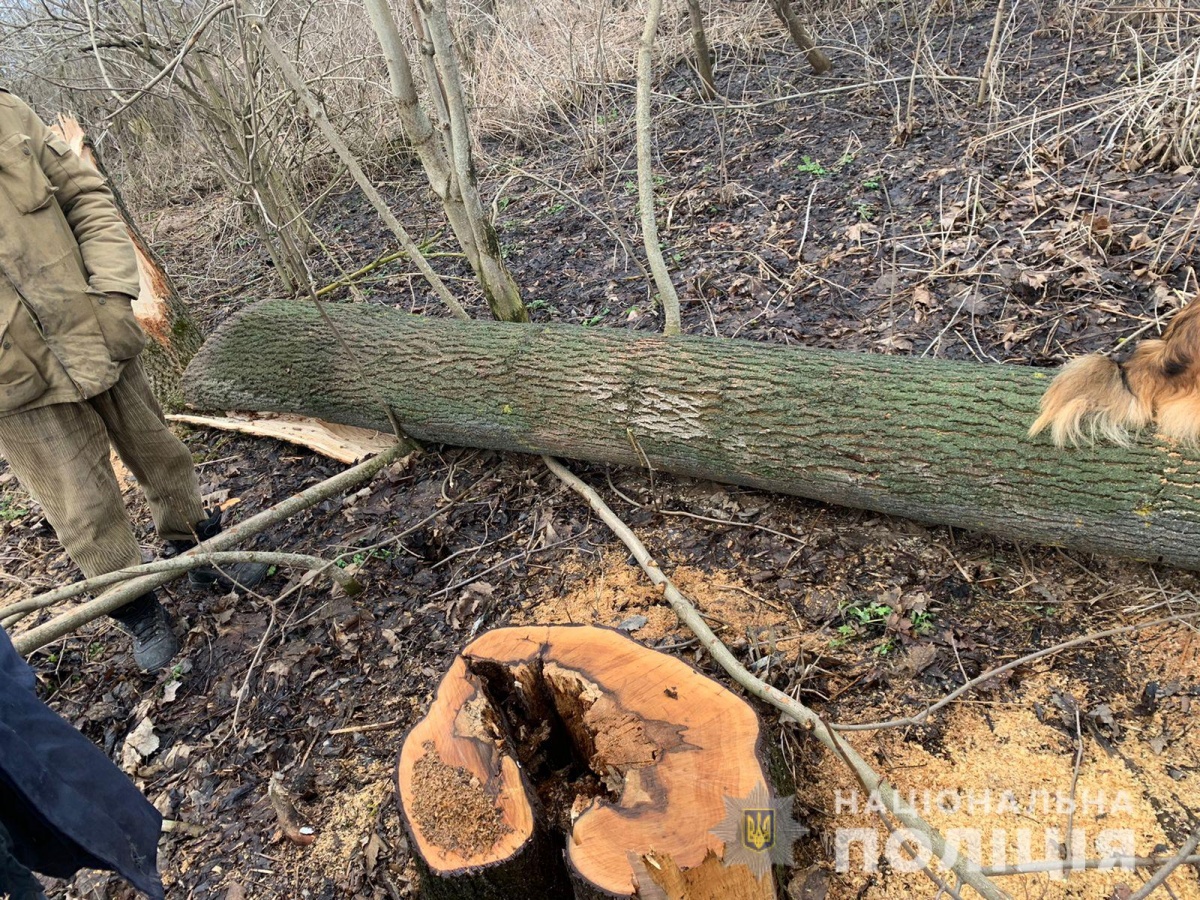 На Волині на селянина за 16 зрубаних дерев відкрили кримінал